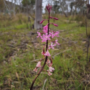 Dipodium roseum at QPRC LGA - 20 Dec 2023