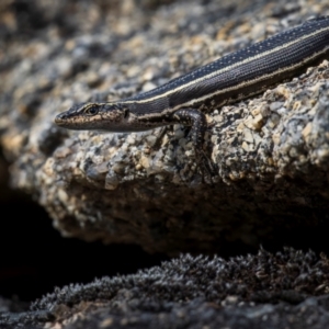 Pseudemoia spenceri at Namadgi National Park - 15 Dec 2023