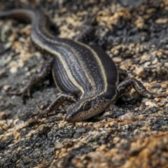 Pseudemoia spenceri at Namadgi National Park - 15 Dec 2023 03:50 PM