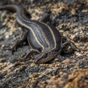 Pseudemoia spenceri at Namadgi National Park - 15 Dec 2023