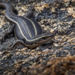 Pseudemoia spenceri at Namadgi National Park - 15 Dec 2023