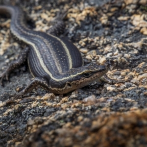 Pseudemoia spenceri at Namadgi National Park - 15 Dec 2023