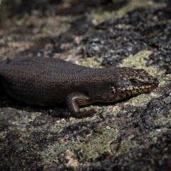 Egernia saxatilis at Scabby Range Nature Reserve - 15 Dec 2023