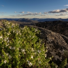 Prostanthera cuneata (Alpine Mint Bush) at Scabby Range Nature Reserve - 15 Dec 2023 by trevsci