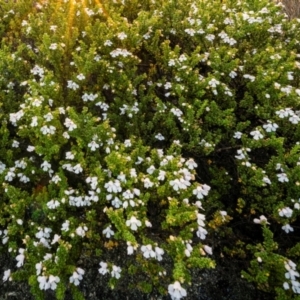 Prostanthera cuneata at Scabby Range Nature Reserve - 15 Dec 2023 07:54 PM