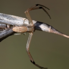 Runcinia acuminata (Pointy Crab Spider) at Higgins Woodland - 16 Dec 2023 by Untidy