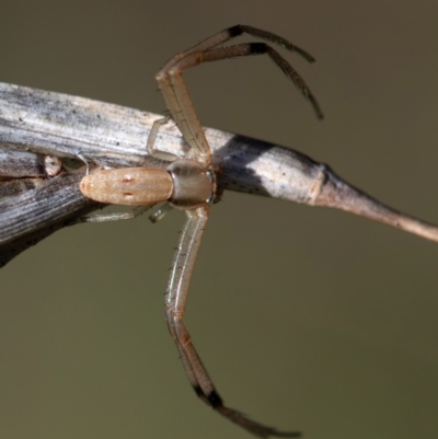 Runcinia acuminata (Pointy Crab Spider) at Higgins Woodland - 16 Dec 2023 by Untidy