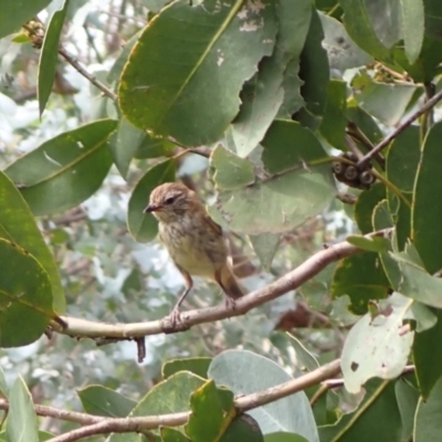 Acanthiza lineata (Striated Thornbill) at Murrumbateman, NSW - 18 Dec 2023 by SimoneC