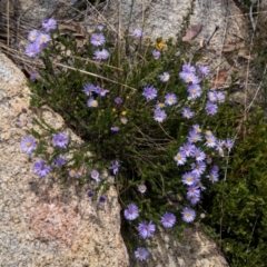 Olearia heloderma (Daisy Bush (Australian National Herbarium)) at Cotter River, ACT - 15 Dec 2023 by trevsci