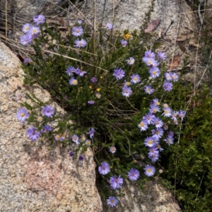 Olearia heloderma at Namadgi National Park - 15 Dec 2023