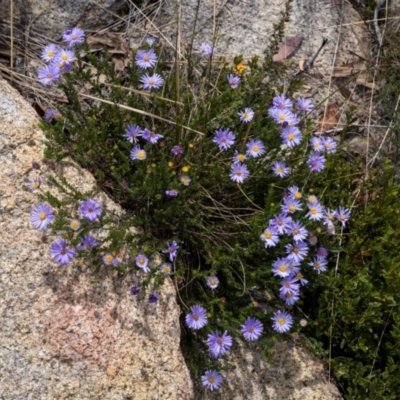 Olearia heloderma (Daisy Bush (Australian National Herbarium)) at Cotter River, ACT - 15 Dec 2023 by trevsci
