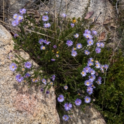 Olearia sp. Rhizomatica (I.R.Telford 11549) (Daisy Bush (Australian National Herbarium)) at Cotter River, ACT - 15 Dec 2023 by trevsci