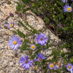 Olearia heloderma at Namadgi National Park - 15 Dec 2023