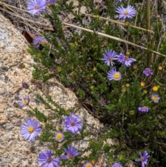 Olearia heloderma at Namadgi National Park - 15 Dec 2023