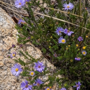 Olearia heloderma at Namadgi National Park - 15 Dec 2023