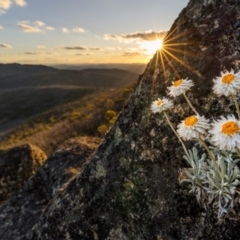 Leucochrysum alpinum (Alpine Sunray) at Yaouk, NSW - 15 Dec 2023 by trevsci