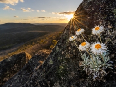 Leucochrysum alpinum (Alpine Sunray) at Scabby Range Nature Reserve - 15 Dec 2023 by trevsci