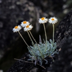Leucochrysum alpinum at Scabby Range Nature Reserve - 15 Dec 2023