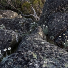 Leucochrysum alpinum at Scabby Range Nature Reserve - 15 Dec 2023