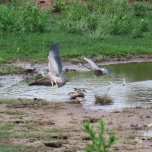 Egretta novaehollandiae at Lanyon - northern section A.C.T. - 20 Dec 2023 12:31 PM