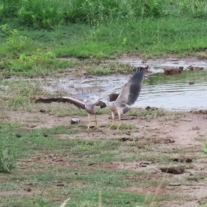 Egretta novaehollandiae at Lanyon - northern section A.C.T. - 20 Dec 2023 12:31 PM