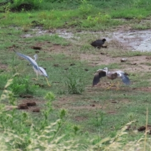 Egretta novaehollandiae at Lanyon - northern section A.C.T. - 20 Dec 2023 12:31 PM