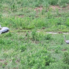 Egretta novaehollandiae at Lanyon - northern section - 20 Dec 2023