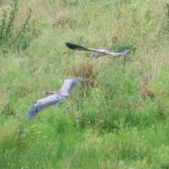 Egretta novaehollandiae at Lanyon - northern section A.C.T. - 20 Dec 2023 12:31 PM