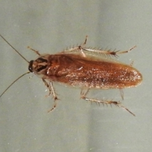 Johnrehnia sp. (genus) at Wanniassa, ACT - 15 Dec 2023