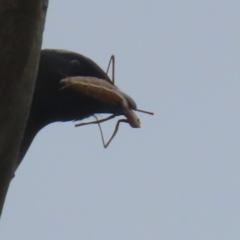 Mantodea (order) (Unidentified praying mantis) at Tuggeranong, ACT - 20 Dec 2023 by RodDeb