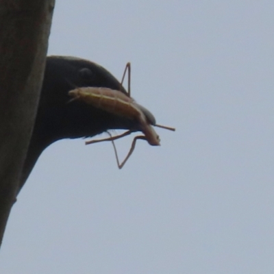 Mantodea sp. (order) (Unidentified praying mantis) at Tuggeranong, ACT - 20 Dec 2023 by RodDeb