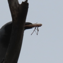 Mantodea (order) at Gordon, ACT - 20 Dec 2023 12:51 PM