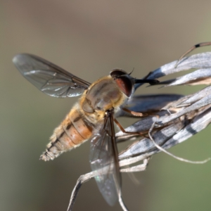 Trichophthalma punctata at Higgins Woodland - 16 Dec 2023