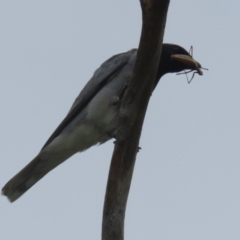 Coracina novaehollandiae (Black-faced Cuckooshrike) at Tuggeranong, ACT - 20 Dec 2023 by RodDeb