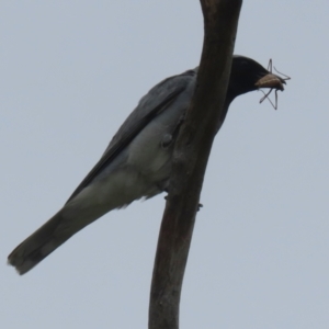 Coracina novaehollandiae at Gordon, ACT - 20 Dec 2023