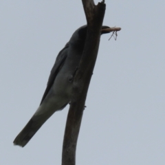 Coracina novaehollandiae at Gordon, ACT - 20 Dec 2023