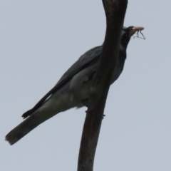 Coracina novaehollandiae at Gordon, ACT - 20 Dec 2023