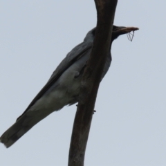 Coracina novaehollandiae at Gordon, ACT - 20 Dec 2023