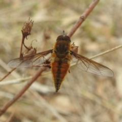 Trichophthalma punctata (Tangle-vein fly) at Lions Youth Haven - Westwood Farm - 20 Dec 2023 by HelenCross