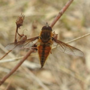 Trichophthalma punctata at Lions Youth Haven - Westwood Farm A.C.T. - 20 Dec 2023