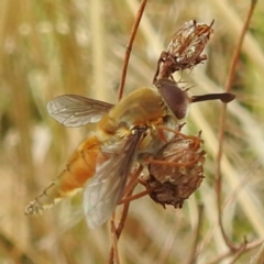 Trichophthalma punctata at Lions Youth Haven - Westwood Farm A.C.T. - 20 Dec 2023