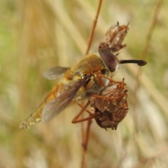 Trichophthalma punctata at Lions Youth Haven - Westwood Farm A.C.T. - 20 Dec 2023