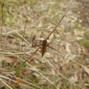 Trichophthalma punctata at Lions Youth Haven - Westwood Farm A.C.T. - 20 Dec 2023