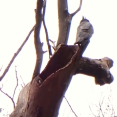 Callocephalon fimbriatum (identifiable birds) (Gang-gang Cockatoo (named birds)) at Belconnen, ACT - 20 Dec 2023 by CathB