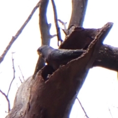 Callocephalon fimbriatum (identifiable birds) at Mount Painter - 20 Dec 2023