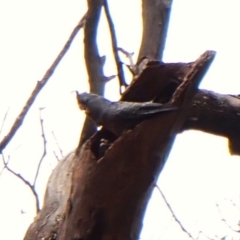 Callocephalon fimbriatum (identifiable birds) at Mount Painter - 20 Dec 2023