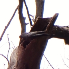 Callocephalon fimbriatum (identifiable birds) at Mount Painter - 20 Dec 2023