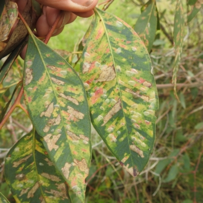 Cardiaspina albitextura (White Lace Lerp) at Lions Youth Haven - Westwood Farm - 20 Dec 2023 by HelenCross