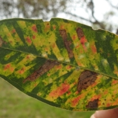 Cardiaspina albitextura at Lions Youth Haven - Westwood Farm - 20 Dec 2023