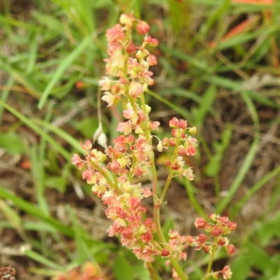 Rumex acetosella (Sheep Sorrel) at Lions Youth Haven - Westwood Farm - 20 Dec 2023 by HelenCross
